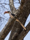 A Von Der Decken`s Hornbill in Tanzania