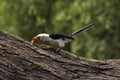 Von Der Decken`s Hornbill, tockus deckeni, Adult scratching Tree Trunk, Masai Mara Park in Kenya