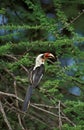 Von Der Decken`s Hornbill, tockus deckeni, Adult standing in Acacia Tree, Kenya