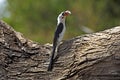 Von Der Decken`s Hornbill, tockus deckeni, Adult standing on Branch, Masai Mara Park in Kenya