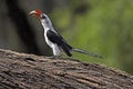 Von Der Decken`s Hornbill, tockus deckeni, Adult standing on Branch, Masai Mara Park in Kenya