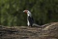 Von Der Decken`s Hornbill, tockus deckeni, Adult standing on Tree Trunk, Masai Mara Park in Kenya