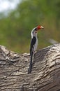 Von Der Decken`s Hornbill, tockus deckeni, Adult standing on Tree Trunk, Masai Mara Park in Kenya