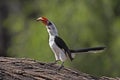Von Der Decken`s Hornbill, tockus deckeni, Adult standing on Tree Trunk, Masai Mara Park in Kenya
