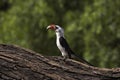 Von Der Decken`s Hornbill, tockus deckeni, Masai Mara Park in Kenya