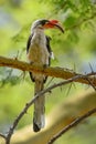 Von Der Decken`s Hornbill - Tockus deckeni