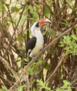 Von der Decken`s Hornbill in a tree