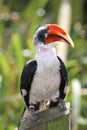 Von der Deckens Hornbill (Toucan) Royalty Free Stock Photo