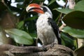 Von der Deckens Hornbill (Toucan) Royalty Free Stock Photo