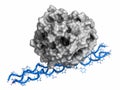 Von Willebrand factor A3 domain. Defects and deficiencies cause bleeding diseases.