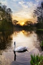 Vondelpark swan Royalty Free Stock Photo