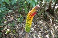 Voodoo Lily or Corpse Flowers in the fruit stage of evolvement inside a jungle in Malaysia