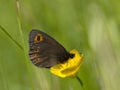 Voorjaarserebia, Woodland Ringlet, Erebia medusa