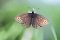 Voorjaarserebia, Woodland Ringlet, Erebia medusa