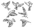 Hand drawn realistic sparrow birds vector set