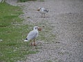 Voracious gull on the shore collecting chunks of food