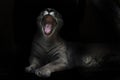 A voracious puma female opens in a cry a huge toothy mouth in the night darkness, an open mouth of its paws, belly