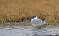 Vorkstaartmeeuw, Sabines Gull, Xema sabini Royalty Free Stock Photo