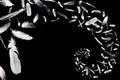 A vortex of feathers Royalty Free Stock Photo