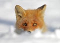 Vos, Red fox, Vulpes vulpes Royalty Free Stock Photo