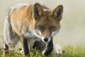 Vos, Red Fox, Vulpes vulpes Royalty Free Stock Photo