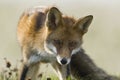 Vos, Red Fox, Vulpes vulpes Royalty Free Stock Photo