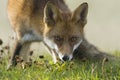 Vos, Red Fox, Vulpes vulpes Royalty Free Stock Photo