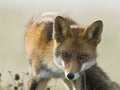 Vos, Red Fox, Vulpes vulpes