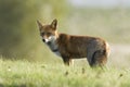 Vos, Red Fox, Vulpes vulpes Royalty Free Stock Photo