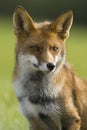 Vos, Red Fox, Vulpes vulpes Royalty Free Stock Photo