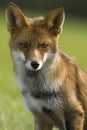 Vos, Red Fox, Vulpes vulpes Royalty Free Stock Photo