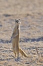 Vosmangoest, Yellow Mongoose, Cynictis penicillata Royalty Free Stock Photo