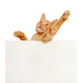 Vote for red cats! Royalty Free Stock Photo