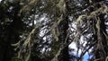 Vottovaara Karelia - fir tree with witch`s broom