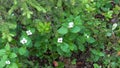 Vottovaara Karelia - flowers on the mountain