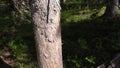 Vottovaara Karelia - twist the trunk of the tree