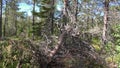 Vottovaara Karelia - ugly tree