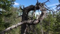 Vottovaara Karelia - ugly trees