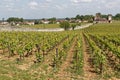 Clos de Vougeot vineyard