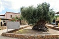 The Olive tree of Vouves Royalty Free Stock Photo