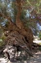 Vouves olive tree Royalty Free Stock Photo