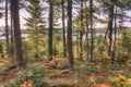 Voyageurs National Park in Northern Minnesota during Summer Royalty Free Stock Photo