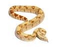 VPI sunglow het Anery Boa constrictor, isolated on white Royalty Free Stock Photo