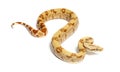 VPI sunglow het Anery Boa constrictor, isolated