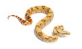 VPI sunglow het Anery Boa constrictor, isolated Royalty Free Stock Photo