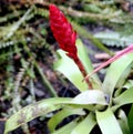 Vriesea duvaliana, epiphytic bromeliad grown as ornamental