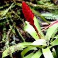 Vriesea duvaliana, epiphytic bromeliad grown as ornamental