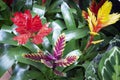 Vriesea flower in the garden, flowering vriesea plants of tropical . Variety bromelia Royalty Free Stock Photo