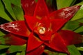 Vriesea Hybrid BROMELIACEAE Plant, Bromeliaceae, guzmania. Bromeliad or vriesea flower in garden. Close up of orange bromeliad. Royalty Free Stock Photo