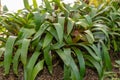 Vriesea Saundersii plant in Saint Gallen in Switzerland Royalty Free Stock Photo